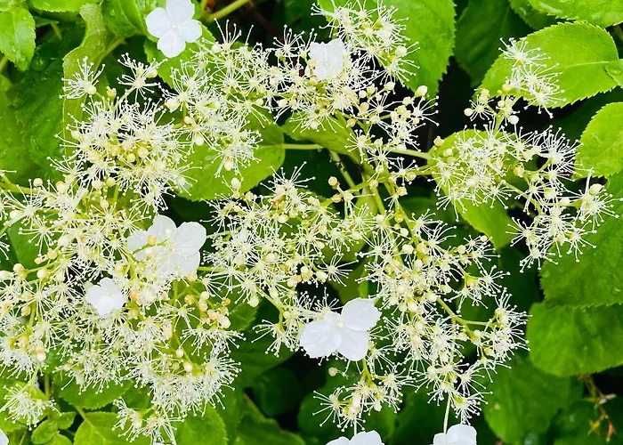 Med Udsigt Over Nordmors